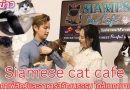 Siamese Cat Cafe เปิดตัวยิ่งใหญ่รับวาเลนไทน์ ใกล้เมกาบางนา รวมคาเฟ่สัตว์–อาหาร 3 วัฒนธรรม